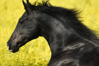 Beautiful Horses Wallpapers