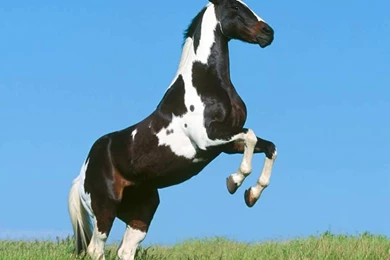 Free Wallpapers Download, Desktop Nature Bollywood Sports Mobiles ...