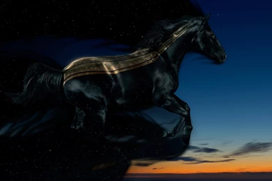 Black Horse Wallpapers   Full HD Wallpapers Search