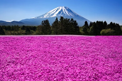 Japan Fuji Volcano Mountains Nature Flowers Field Meadow Wallpapers ...