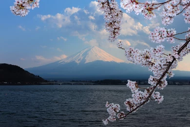 Fuji Sakura Backgrounds Forest Tsvetenie Volcano Blossoms Flowers ...