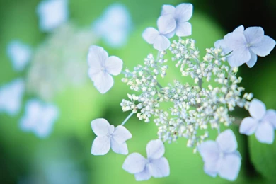 HD Flower Wallpapers   Wallpapers Cave