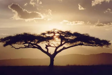 Desktop Wallpapers · Gallery · HD Notebook · Acacia 1366x768 ...