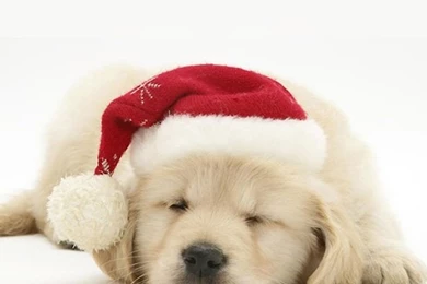 Christmas Puppy AGHHFD SO CUTE!!!!!!!
