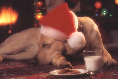 Xmas Puppy   Christmas Landscapes Wallpapers Image