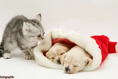 Cute Christmas Kittens And Puppies Photos Free Download   Latest News