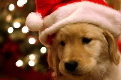 16 Dogs That Are Just So Over Christmas Already The Barkpost ...