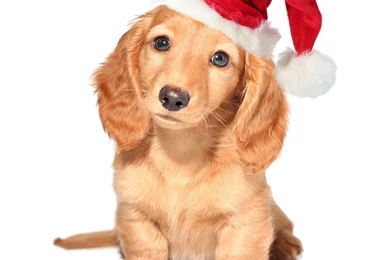 Gallery   iPad Puppy Wallpapers