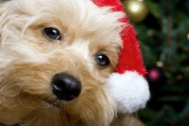 Cute_Christmas_Santa_Puppy_Wallpaper.jpg?m=1450395160