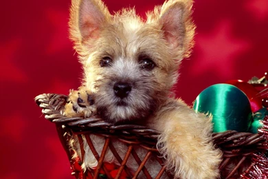 Season Wishes Or Funny Christmas Gift Puppy HD Wallpapers Wallpapers ...