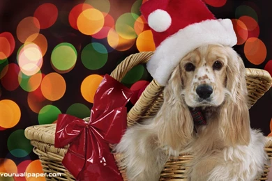 Christmas Wallpapers