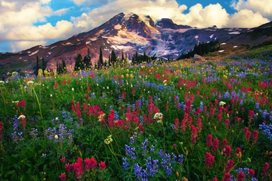 Mazama Ridge Mount Rainier   (