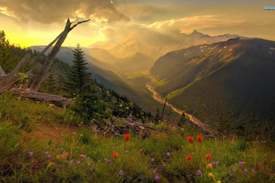 EWB0005166 mount rainier national park washington usa summer nature.jpg