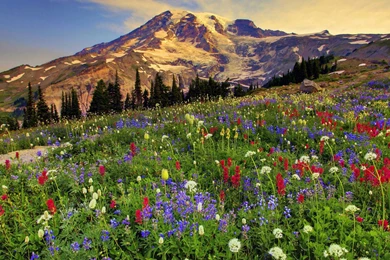 Mount Rainier National Park Wallpapers