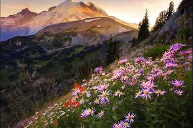 Mount Rainier National Park Washington   (