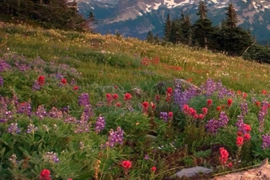 Tatoosh Range Mount Rainier Washington HD Desktop Wallpapers ...