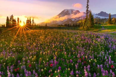 543236_mount_rainier_sunset_mazama_ridge_washington_usa_3000x2165_www.Gde Fon.com.jpg