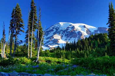 USA Parks Mountains Scenery Mount Rainier Trees Fir Grass Nature ...