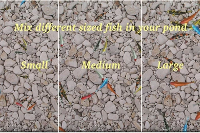 Download Water Pool Live Wallpapers Android App: Install Latest ...