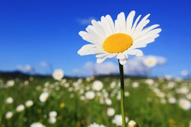 Original Wallpapers Of Galaxy Tab