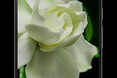 Flowers Video Live Wallpapers Android Apps And Tests AndroidPIT