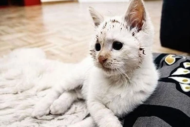 Funny Cat Pictures with Captions