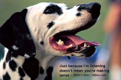 Funny Animals Wallpapers   Animal Pictures With Captions