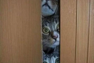 Funny Cat Images Photos Pics Wallpapers : Funny Cat Pics With ...