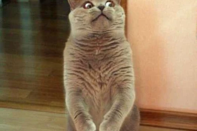 Funny Cat Images Photos Pics Wallpapers : Funny Cat Captions Image ...