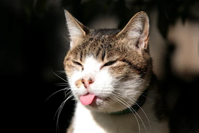 Funny Cat With Captions Wallpaper Backgrounds