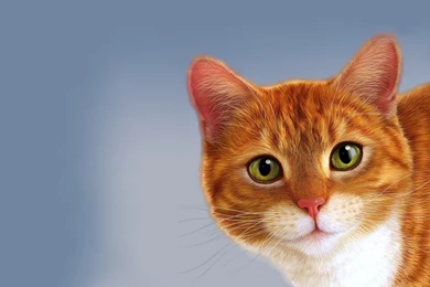 Cats: Cat Animal Animals Cats High Quality Wallpapers For HD 16:9 ...