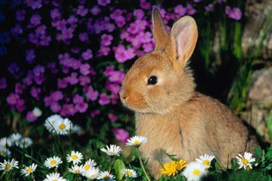 Spring Animal HD Desktop Wallpapers 7647   HD Wallpapers Site