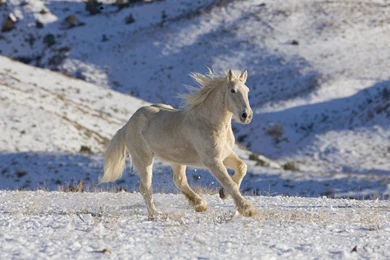 Palomino Horse Wallpapers 1