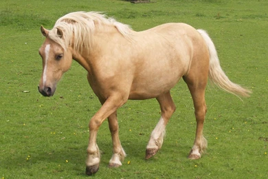Pictures Of Ponies And Horses   HD Wallpapers Pretty