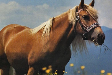 PALOMINO GRAZING HORSE 2 WALLPAPER   (