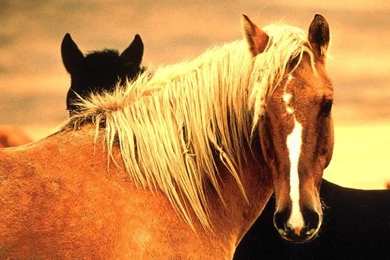 Horses: Mustang Meste Wild Horse Palomino Horses Spanish Animals ...