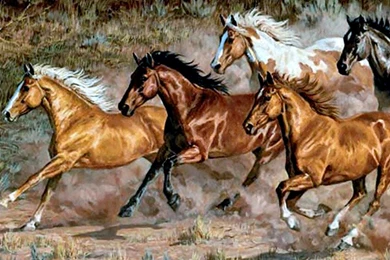 Image.php?src=http://www.gutbilder.com/images/running equine horses f5 4034 background wallpapers.jpg&h=960&w=1280