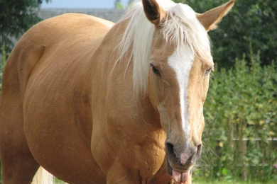Palomino Horse Jumping Images