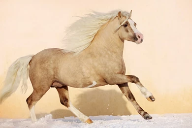 Horses Palomino Andalusian Horses Spanish Bancodeimagenesgratuitas ...