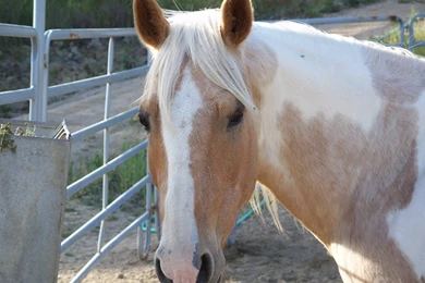 Horse Pictures & Computer Horse Wallpapers