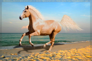 Palomino Running On Beach By Poncho 6668 On DeviantArt