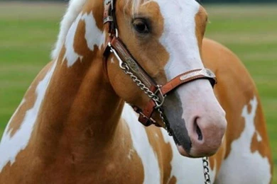 Painted Horses On Pinterest