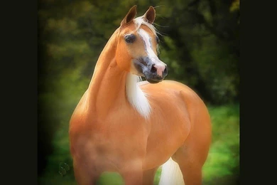 Golden Palomino Beauty White Gold Horse Stallion Horses Wallpapers ...
