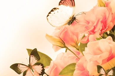 Rose Wallpapers HD, Rose Images, Rose Flower Pictures And ...