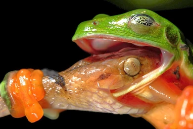 World Best Dangerous Snake HD Wallpapers   HD Wallpapers Blog