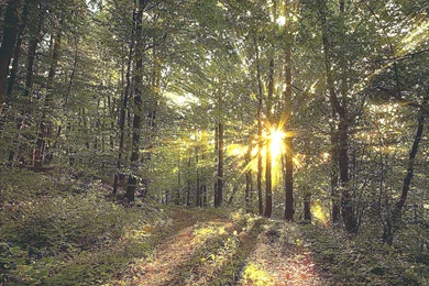 World Best Wallpapers For Mobile