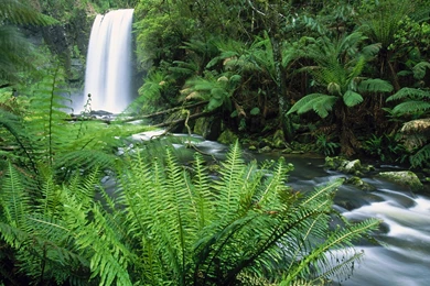 Hopetoun Falls / Otway Ranges / Victoria / Australia Wallpapers ...