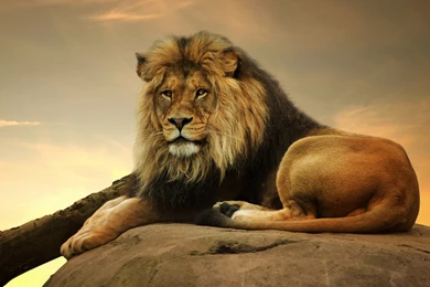 3840x2160 Male Lion 1 Wallpapers