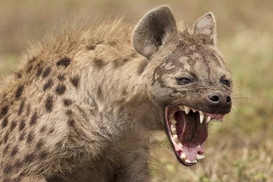 Hyena Wallpapers
