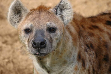 Hyena Wallpapers   Animals Town